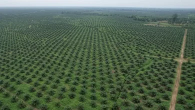 Bukti Transformasi, PTPN Group Cetak Laba Rp14,9 Billion
