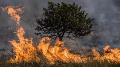Cuaca Kering Picu Kebakaran Hutan Besar dalam pada Korea Selatan