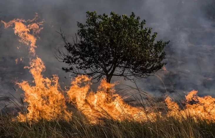 Cuaca Kering Picu Kebakaran Hutan Besar dalam pada Korea Selatan