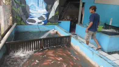 Dari Danau ke Pasar: Jumsari Pedagang Ikan Depok Berdaya Bersama BRI