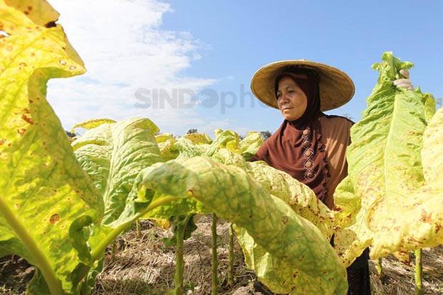 Efek FCTC Bikin Pelaku Industri Tembakau Was-was
