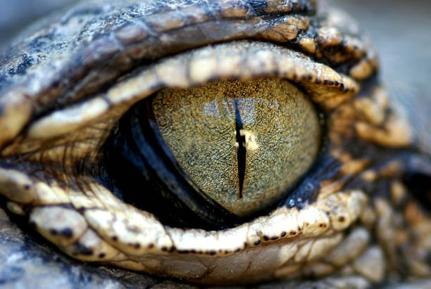 Fungsi kemudian juga Cara Kerja Selaput Mata Buaya, Rahasia Unik Sang Predator