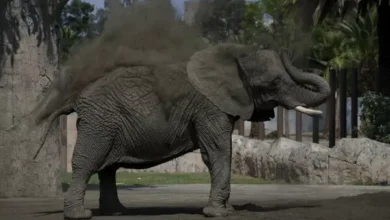 Gajah Paling Sedih pada Bumi Terdekteksi Depresi Selama 8 Tahun