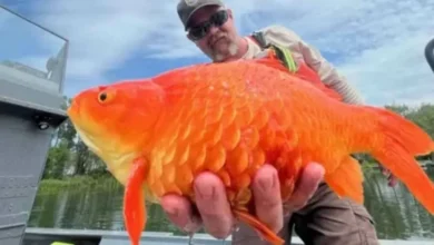 Ikan Mas Berubah Ukuran Raksasa, Ahli: Habitat Asli Terancam