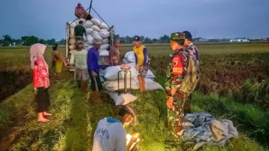 Jelang Panen Raya 2025, Serapan Gabah BULOG Capai 300.000 Ton