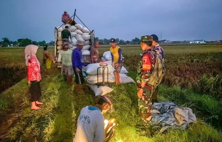 Jelang Panen Raya 2025, Serapan Gabah BULOG Capai 300.000 Ton