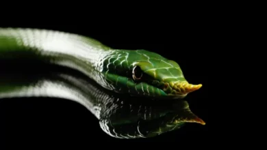 Spesies Baru Ular Bermoncong Tanduk Ditemukan di dalam tempat India