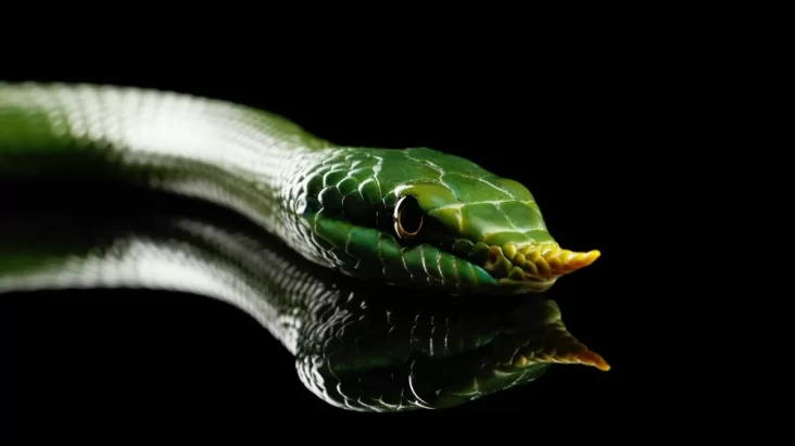 Spesies Baru Ular Bermoncong Tanduk Ditemukan di dalam tempat India