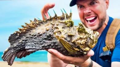 5 Ikan Paling Beracun pada area Dunia, Sekali Sentuh Nyawa Melayang!