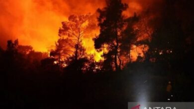 Kebakaran hutan dahsyat ke Israel, 24 warga terluka